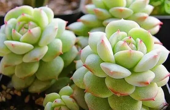 多肉是喜阴还是喜阳植物