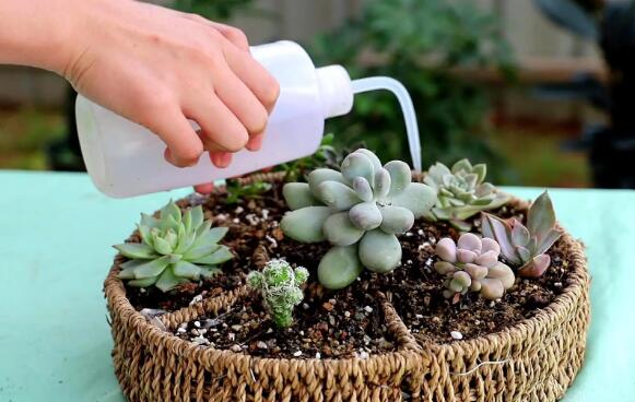 多肉植物怎么浇水