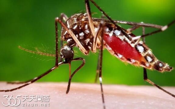 蚊子吸血是为了什么