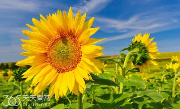 向日葵为什么会随着太阳转动