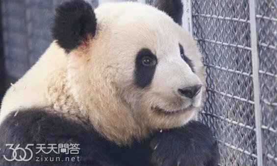 大熊猫萌兰有孩子吗