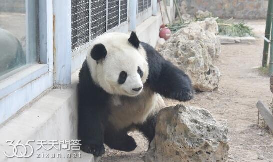 大熊猫萌兰和花花是什么关系