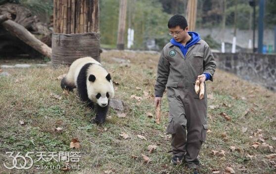 大熊猫饲养员学历要求