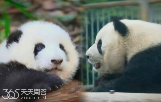 熊猫花花和萌兰的关系