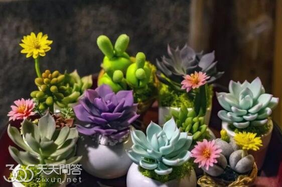 多肉植物怎么养才养得又大又肥