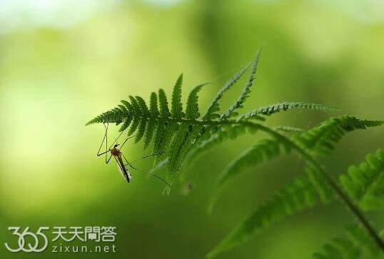 夏天蚊子怎么出来的