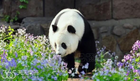 萌兰的爸爸妈妈是谁