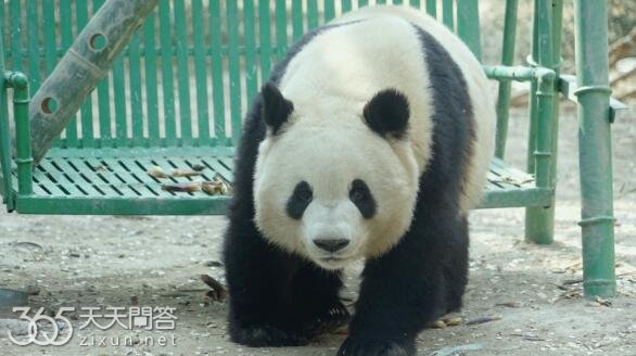 萌兰为什么属于北动