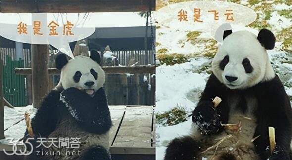 熊猫飞云和金虎什么关系
