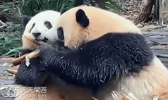 花花和丫丫是什么关系