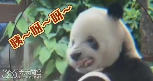 萌二掰竹子龇牙咧嘴谁教的