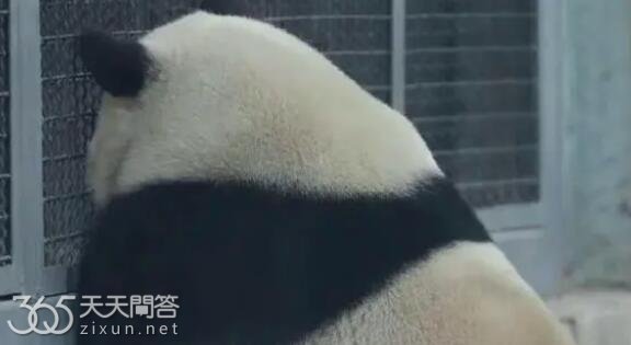 萌二和萌兰是什么关系