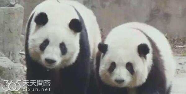 花花和叶是双胞胎么