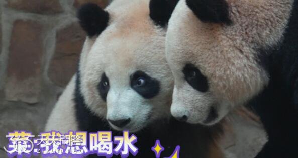 熊猫二狗是谁