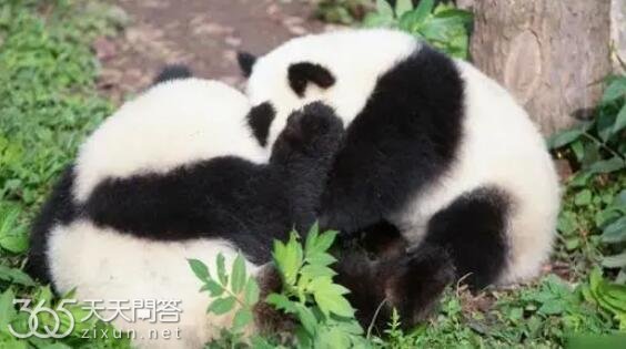 渝可渝爱怎么区分
