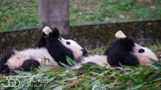 渝可渝爱被认养了吗