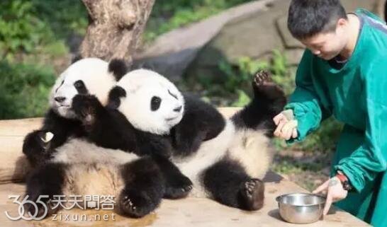 渝可渝爱是龙凤胎吗