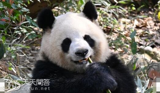 熊猫圆润为什么姓陈
