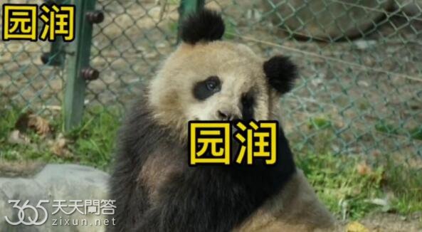 园润为什么叫小狗