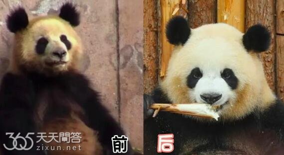 园润小时候为什么这么潦草