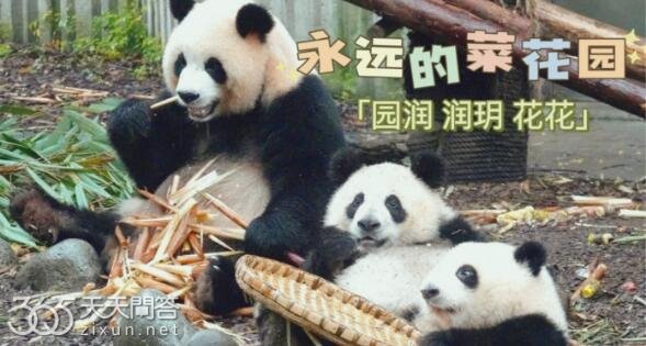 熊猫园润生润玥是人工受孕吗