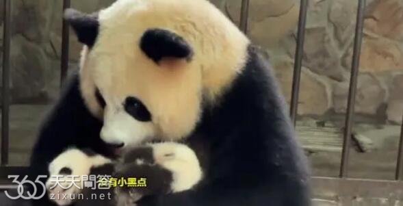 熊猫园润三胎性别是什么