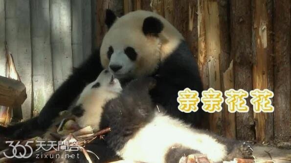 熊猫园润是怎么接收和花的