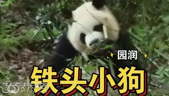 熊猫园润为什么叫润狗