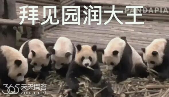 熊猫园润现在在哪里
