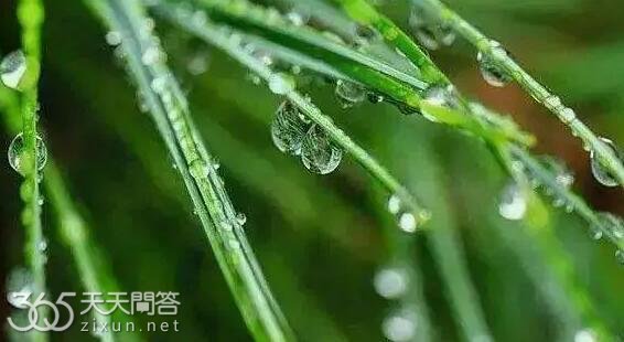白露节气的含义是什么