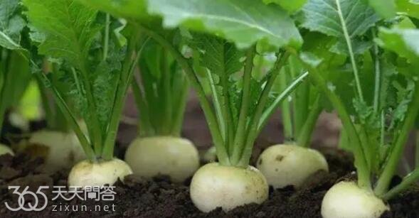 冬天种什么蔬菜合适