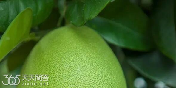 立冬必吃三种水果是什么