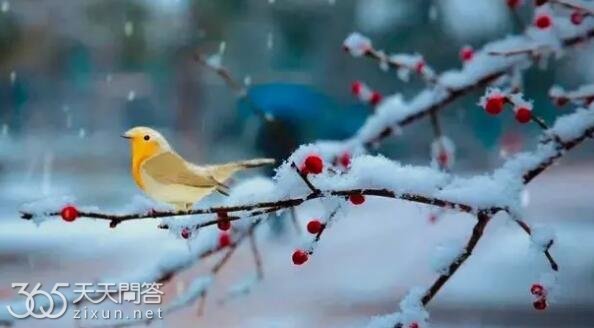 小雪节气的寓意是什么