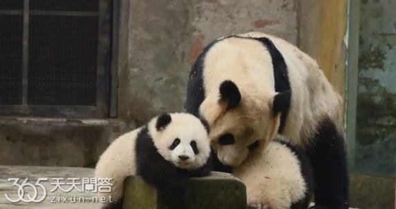 渝可渝爱和妈妈分开了吗