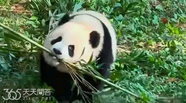 渝可渝爱在哪个动物园