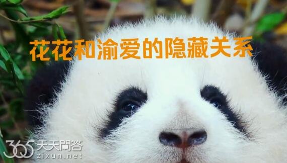渝可渝爱和花花是啥关系