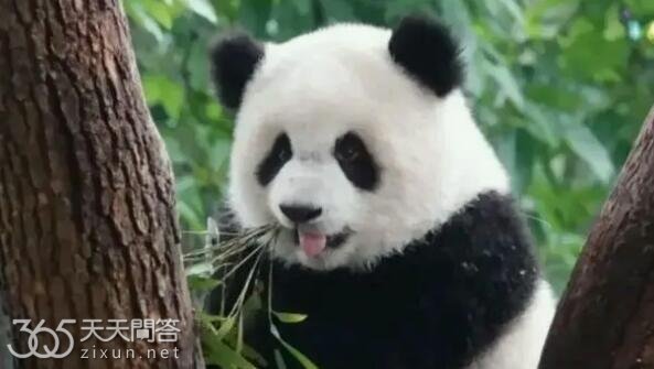 渝可渝爱怎么火的