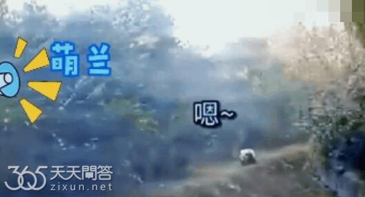 谭爷爷叫萌兰回家的视频在哪里看