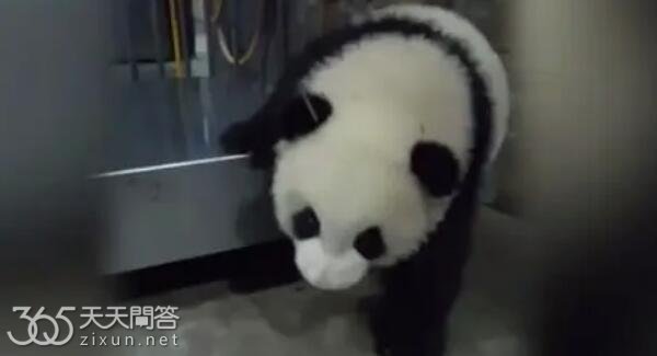 谭爷爷和萌兰什么时候分开的