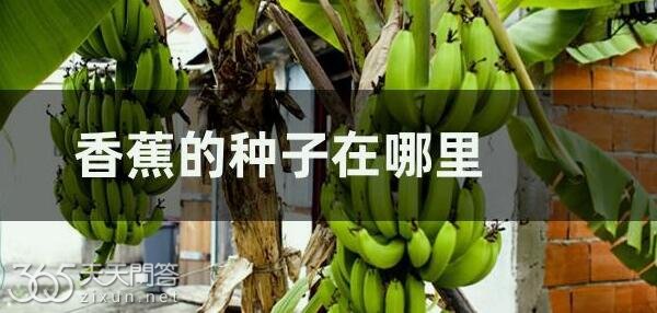 香蕉为什么没有种子