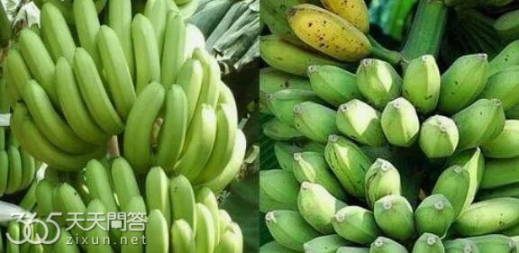 香蕉和芭蕉有什么区别