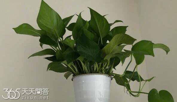 绿萝吸甲醛真的有效果吗