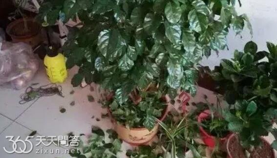 幸福树掉叶子怎么回事