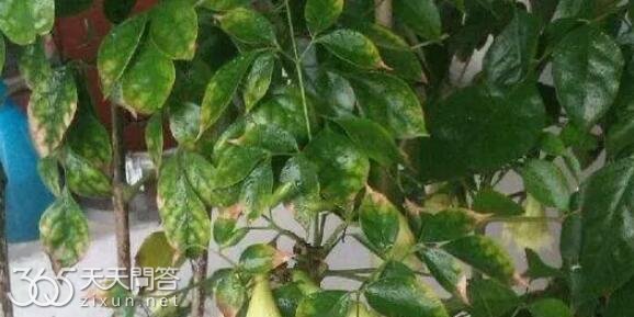幸福树叶子一碰就掉怎么回事