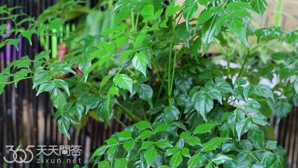 幸福树能吸甲醛吗
