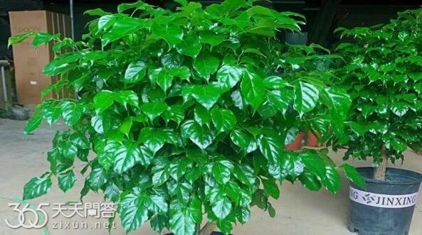 幸福树怎么养才旺盛