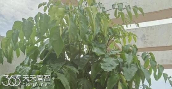 幸福树为什么分泌粘液