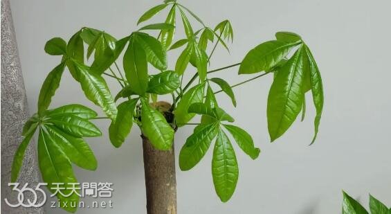 发财树的浇水方法是什么