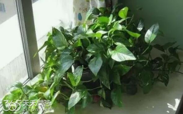 绿萝怎么养不枯萎
