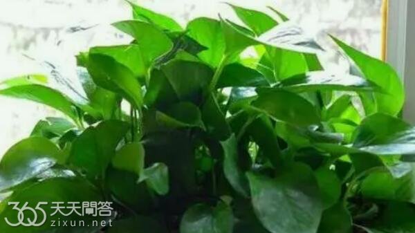 一棵绿萝七个鬼什么意思